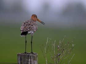 26_fruehling_duemmer